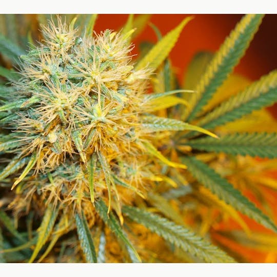 Seeds of Africa - Zim - 1