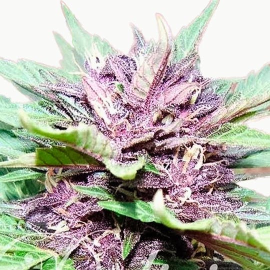 Delicious Seeds - Auto Dark Purple - 1