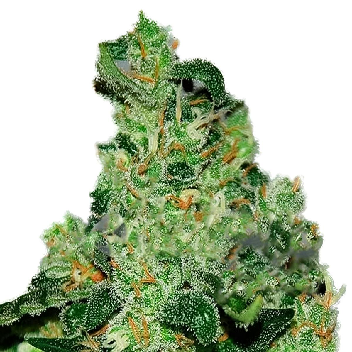 Delicious Seeds - Critical Jack Herer Auto - 1