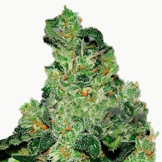 Delicious Seeds - Critical Jack Herer Auto - 1