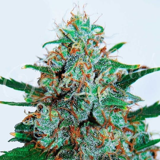 Delicious Seeds - Critical Neville Haze Auto - 1