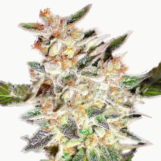 Delicious Seeds - Delicious Candy Auto - 1