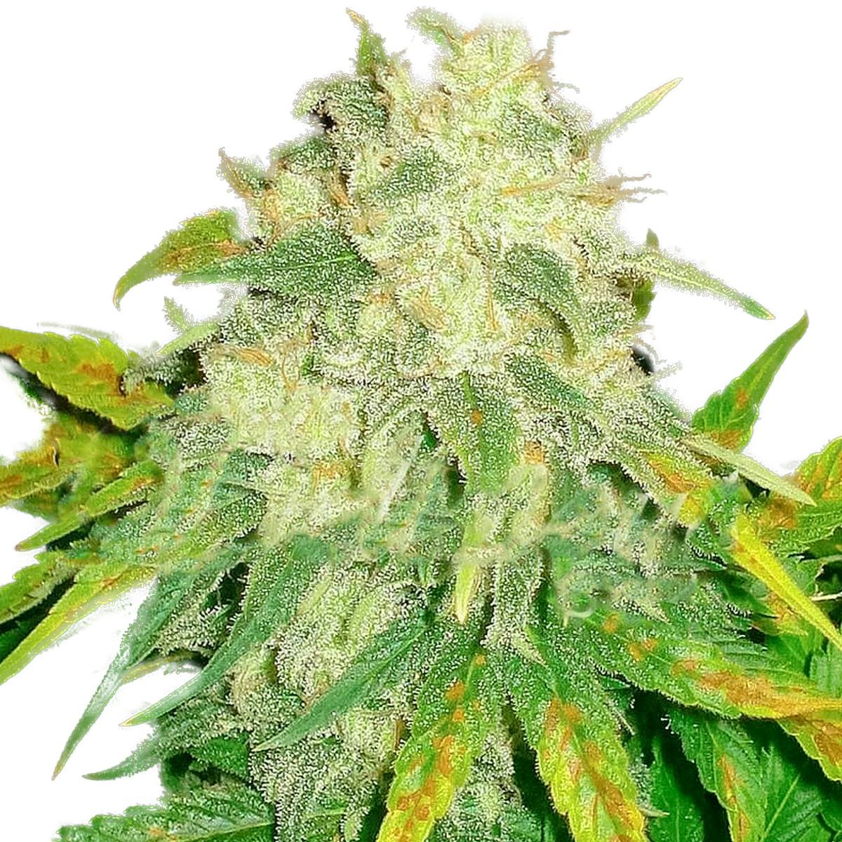 Delicious Seeds - IL Diavolo - 1