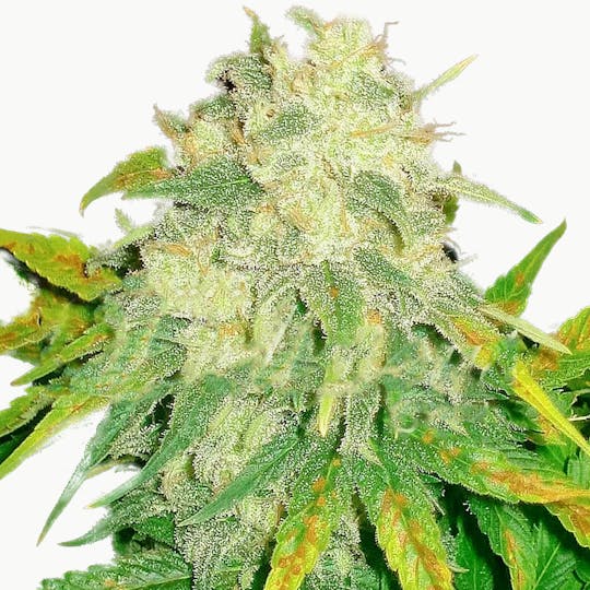 Delicious Seeds - IL Diavolo - 1