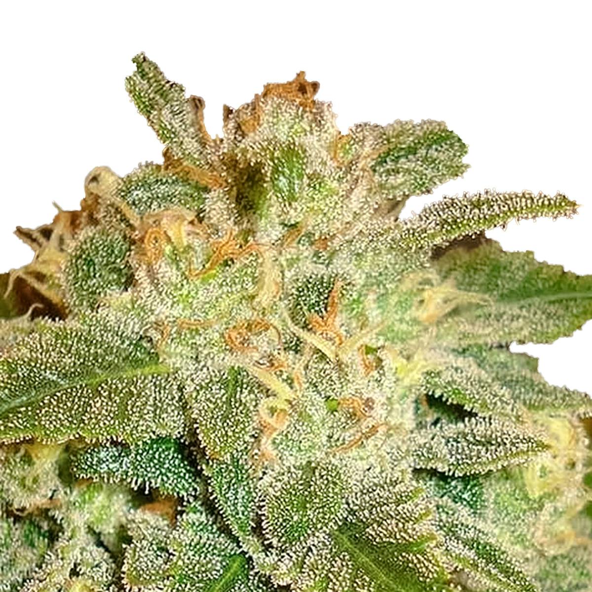 Delicious Seeds - La Bella Afrodita - 1