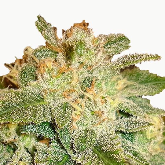 Delicious Seeds - La Bella Afrodita - 1