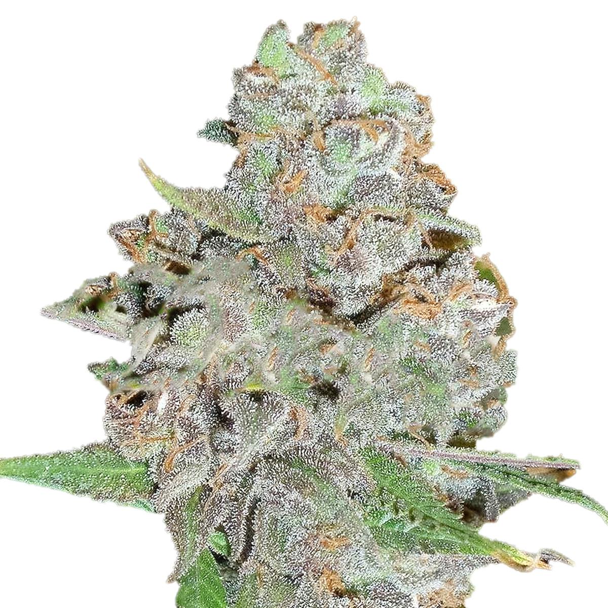 Delicious Seeds - LA Diva - 1