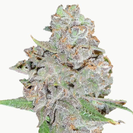 Delicious Seeds - LA Diva - 1