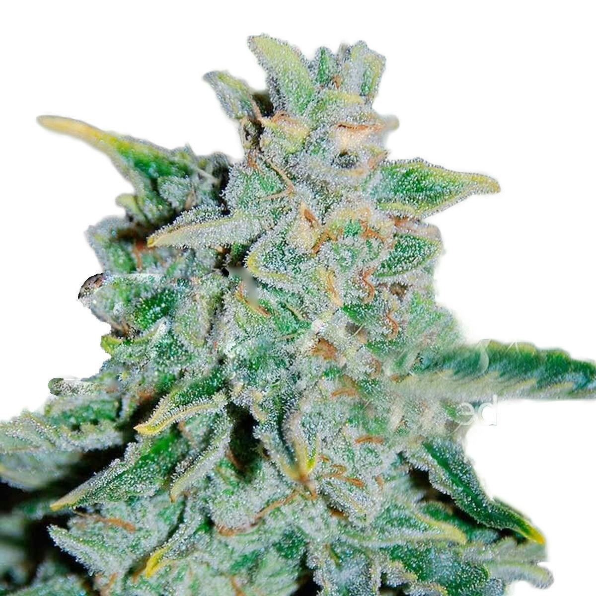 Delicious Seeds - Northern Light Blue Auto - 1