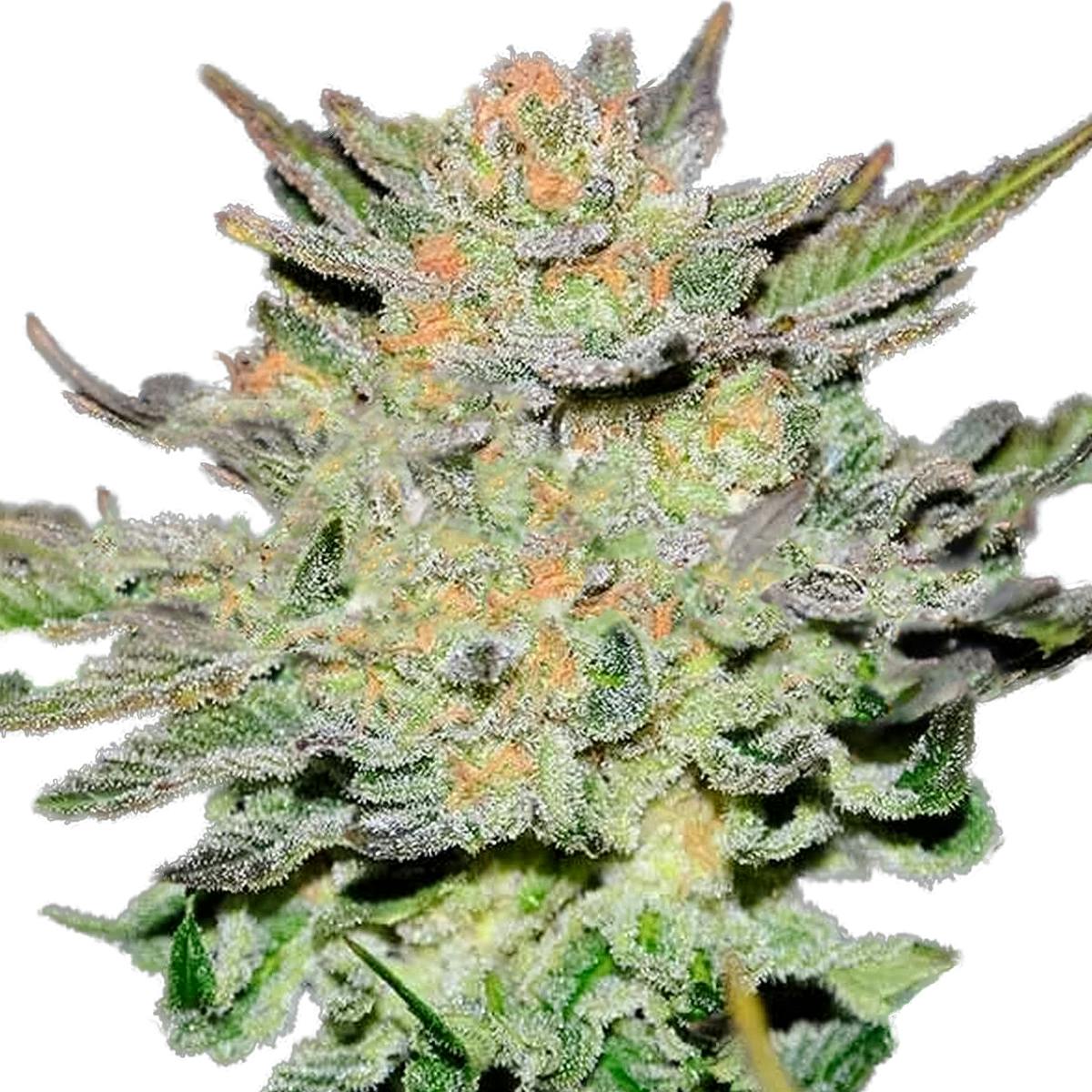 Delicious Seeds - Auto Blue Ace CBD - 1