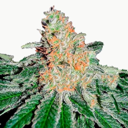 Delicious Seeds - CBD Jam - 1