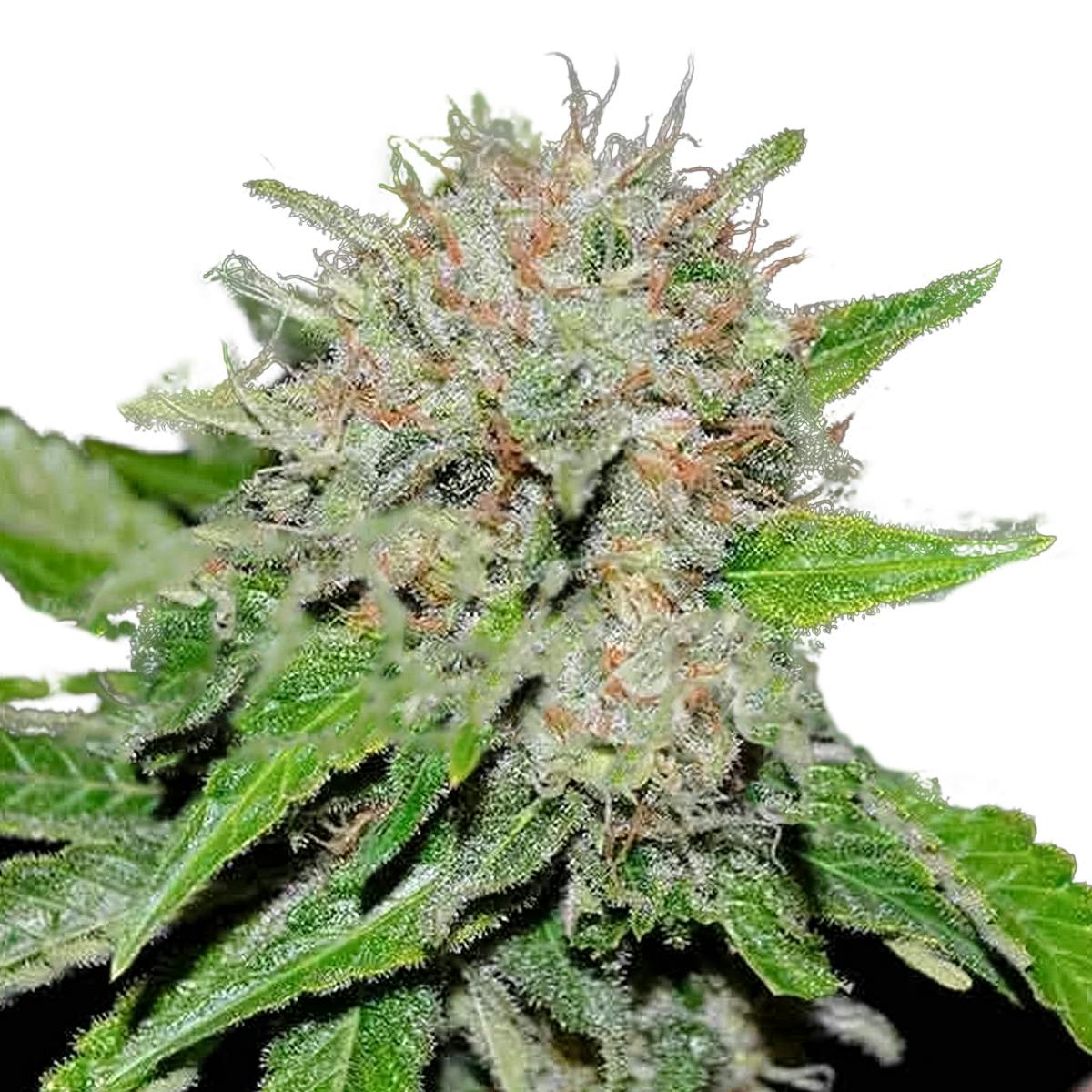Delicious Seeds - Deep Mandarine - 1