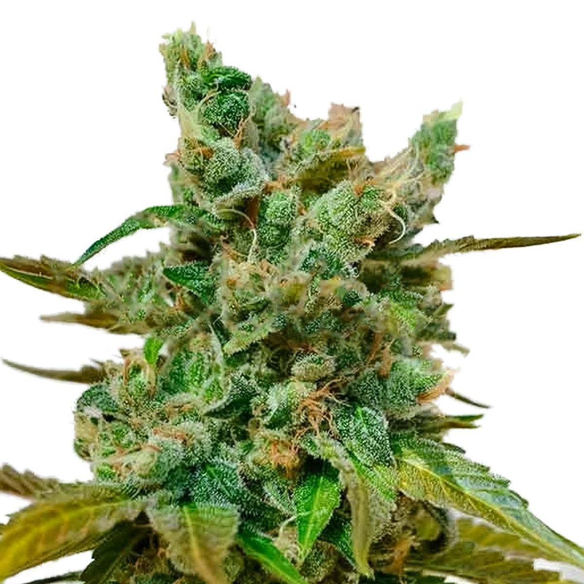 Delicious Seeds - Honeybells - 1