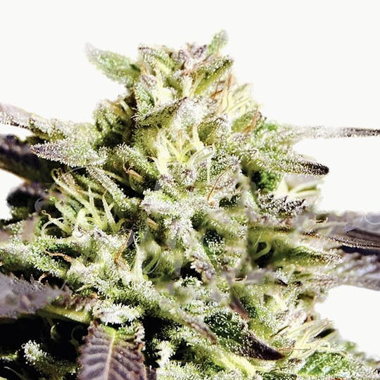 Delicious Seeds - Caramelo Early Version - 1