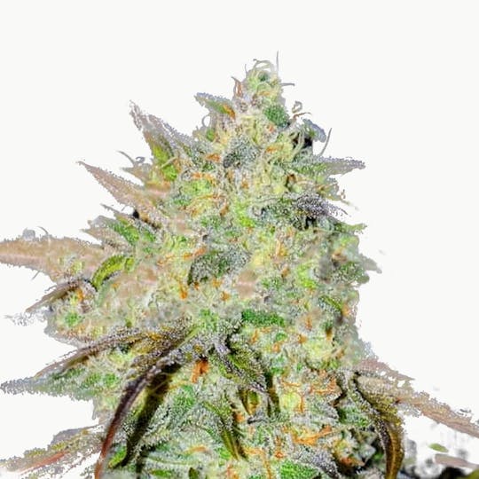 Delicious Seeds - Marmalate Early Version - 1
