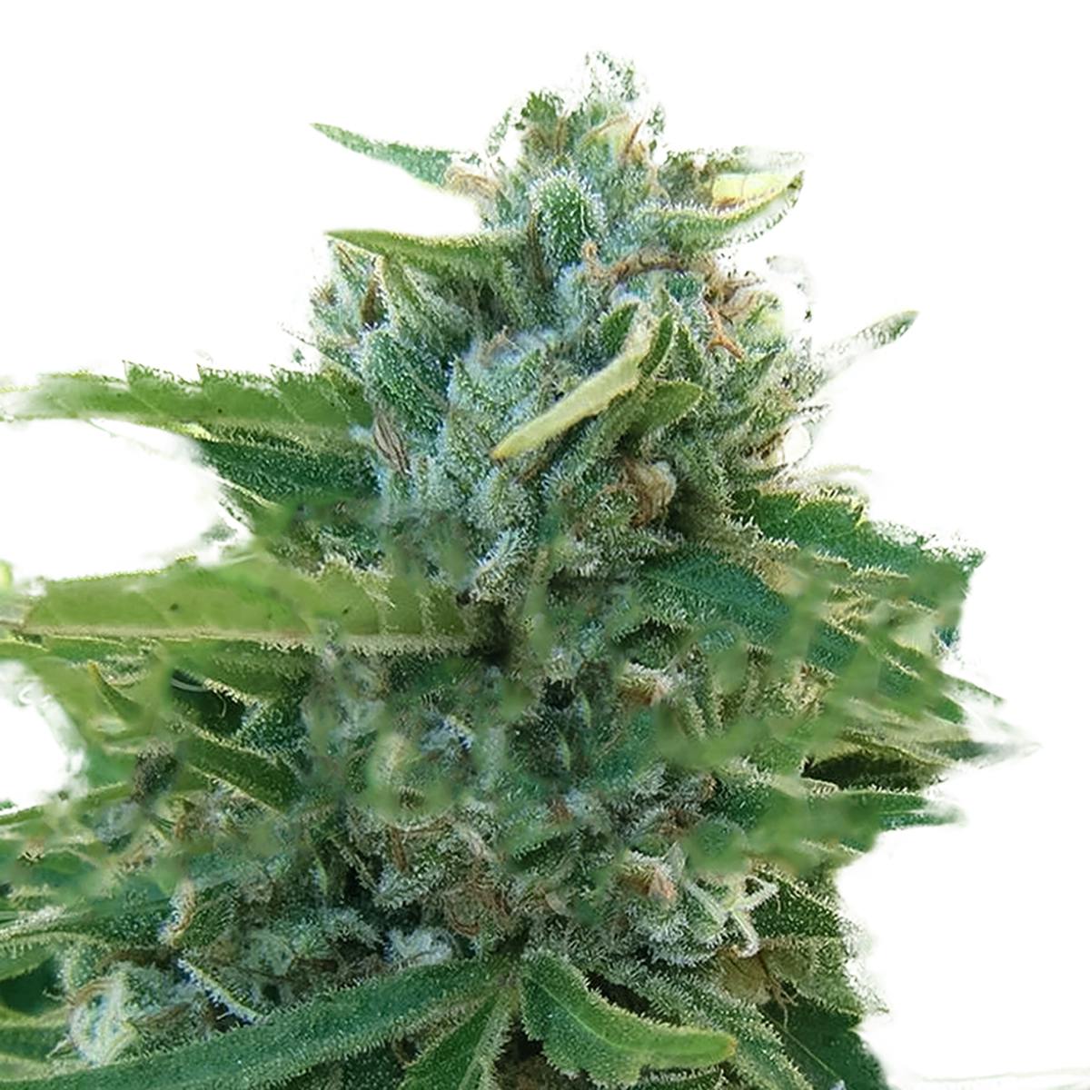 Delicious Seeds - Sugar Black Rose Early Version - 1