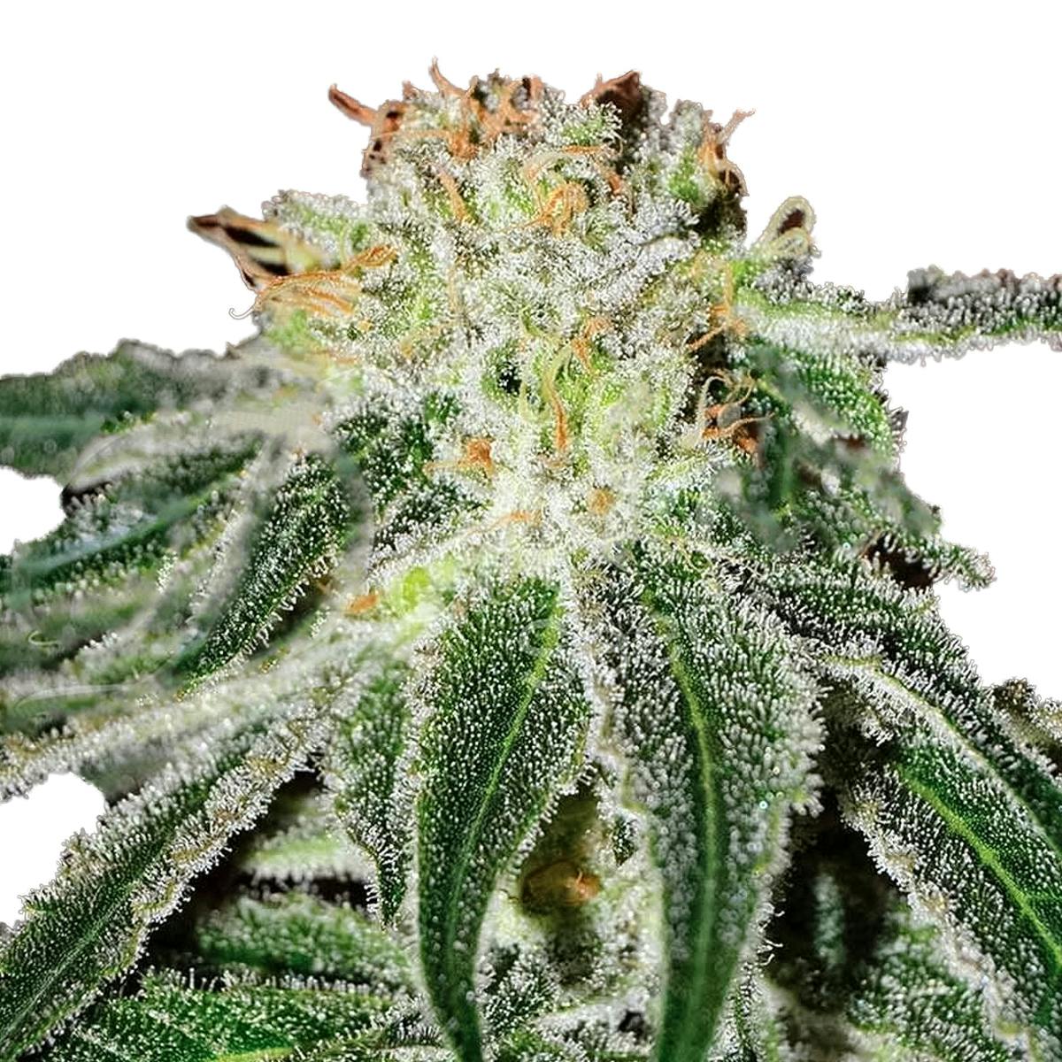 Delicious Seeds - Black Russian - 1