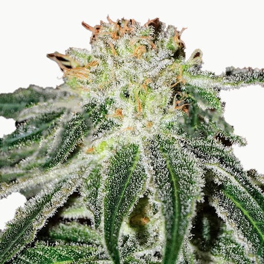 Delicious Seeds - Black Russian - 1