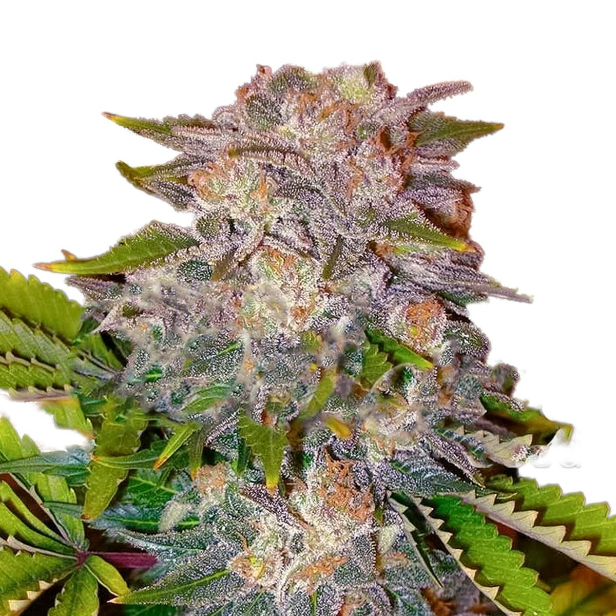 Delicious Seeds - Caramelo - 1