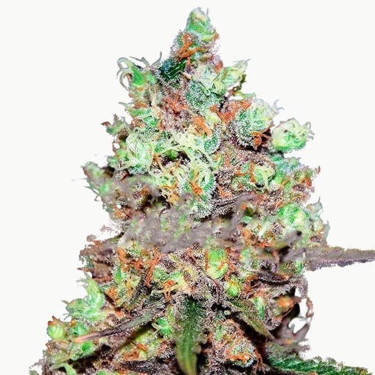 Delicious Seeds - Cotton Candy - 1