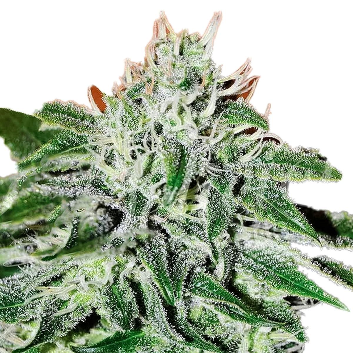 Delicious Seeds - Critical Jack Herer - 1