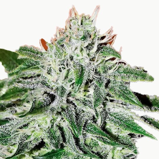 Delicious Seeds - Critical Jack Herer - 1