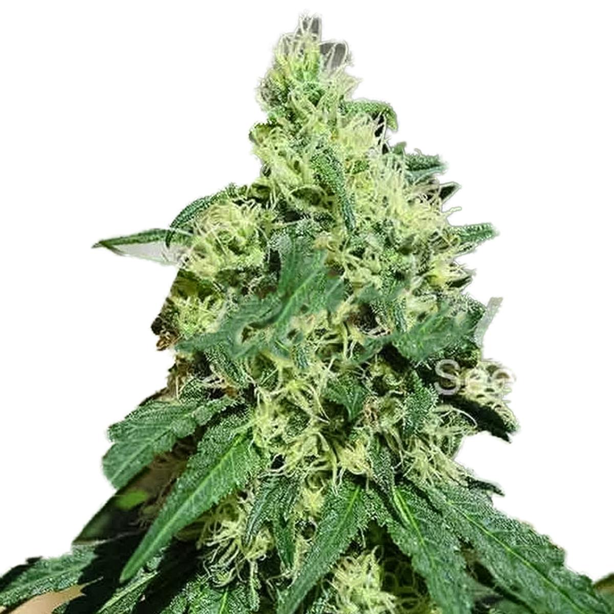 Delicious Seeds - Critical Kali Mist - 1