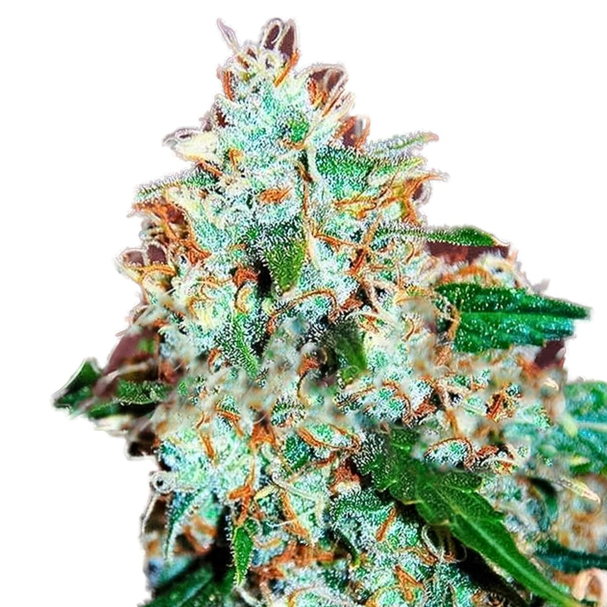 Delicious Seeds - Critical Neville Haze 2.0 - 1