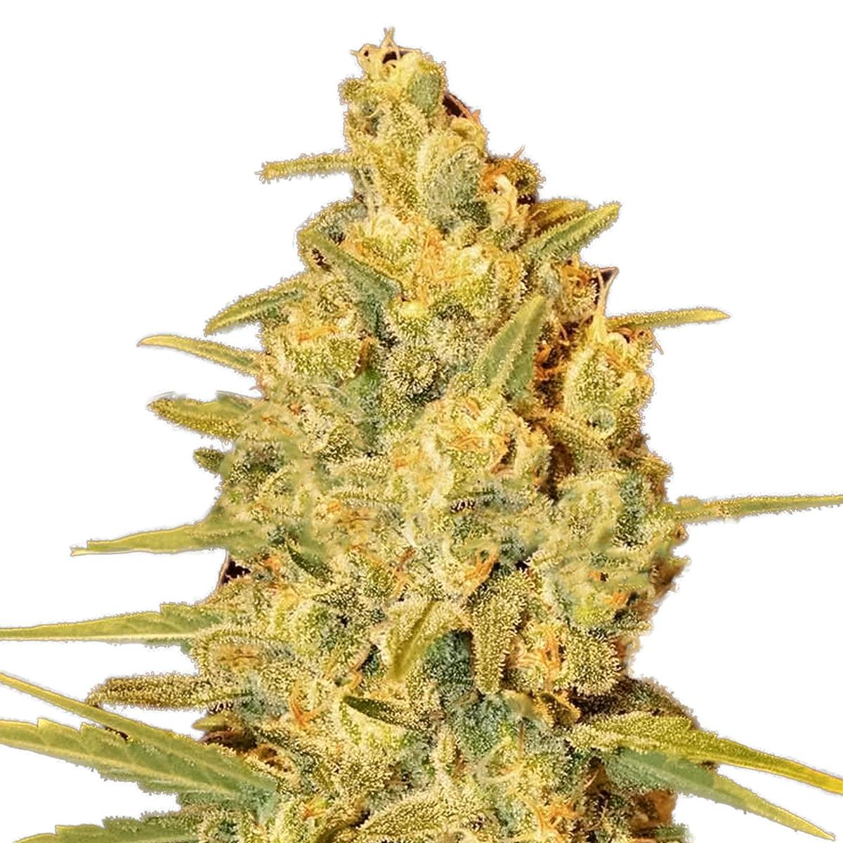 Delicious Seeds - Critical Sensi Star - 1