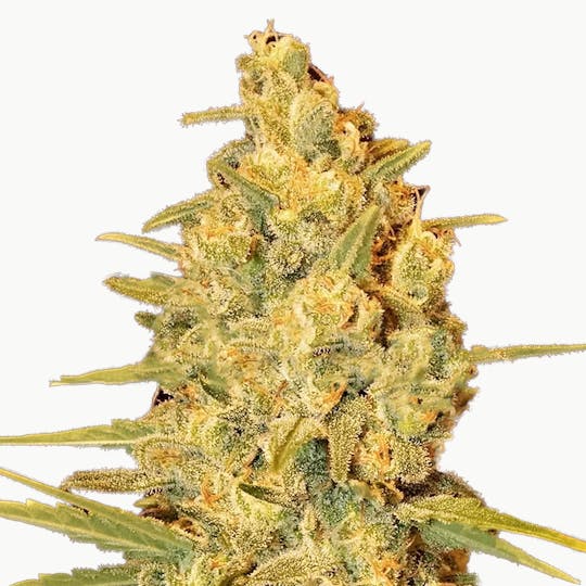 Delicious Seeds - Critical Sensi Star - 1