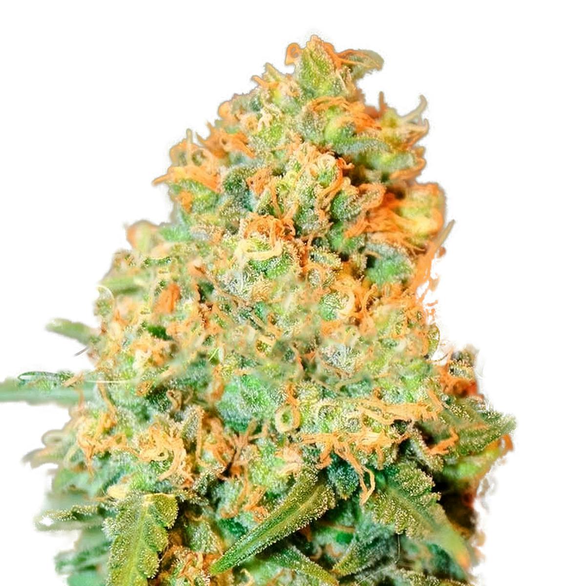 Delicious Seeds - Critical Super Silver Haze - 1