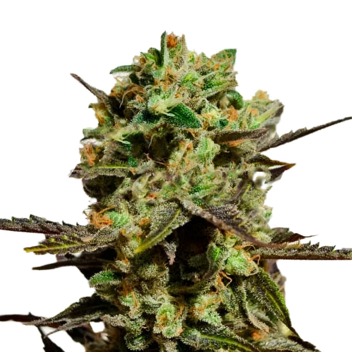 Delicious Seeds - Delicious Candy - 1