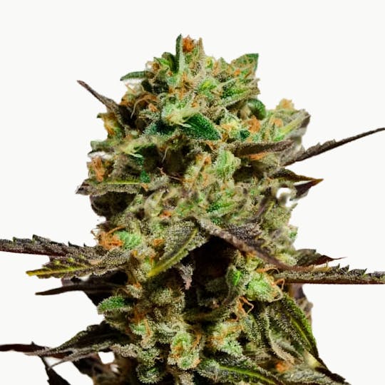 Delicious Seeds - Delicious Candy - 1