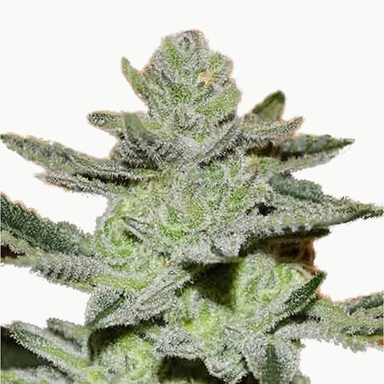 Delicious Seeds - Desconocida Kush - 1