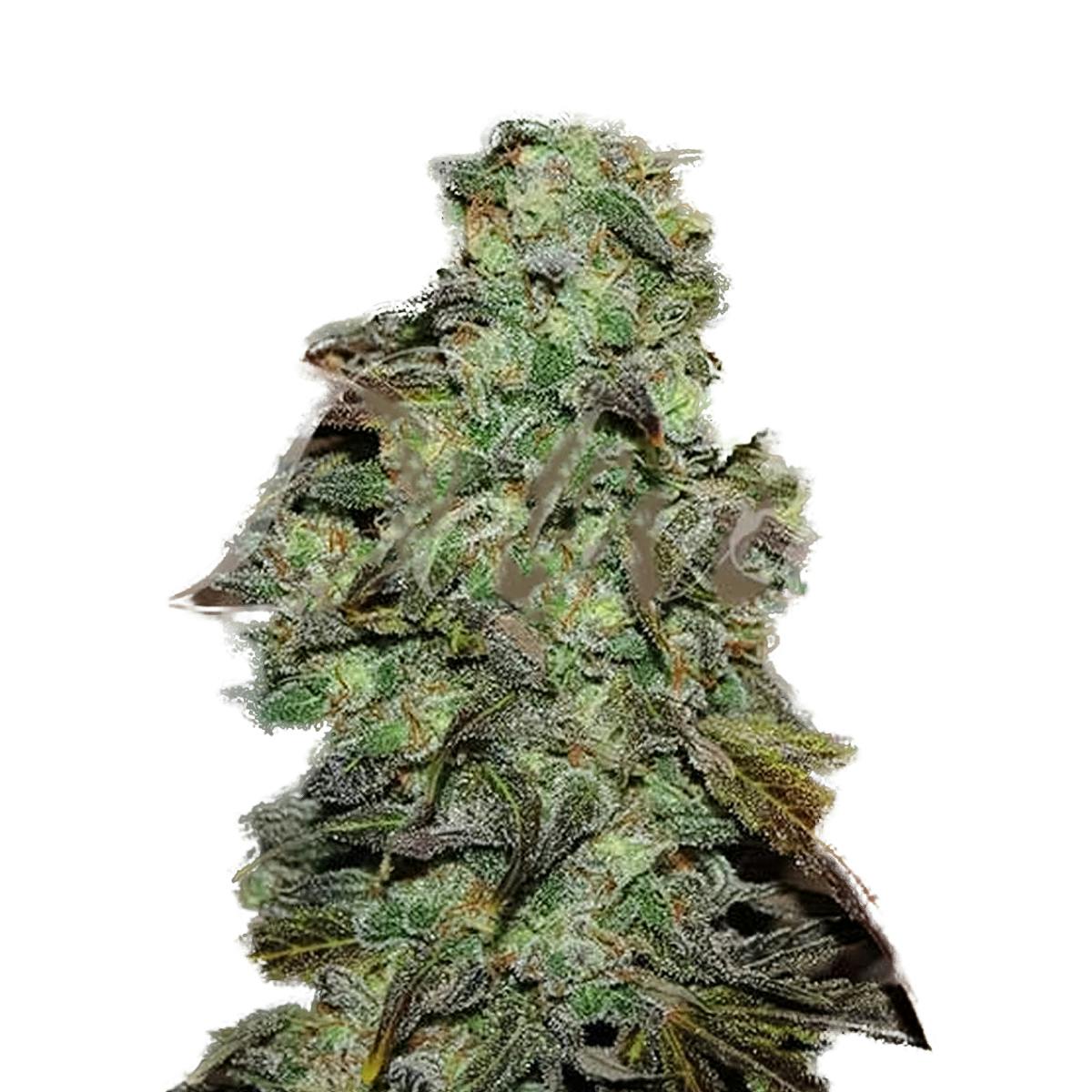 Delicious Seeds - Eleven Roses - 1