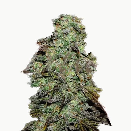 Delicious Seeds - Eleven Roses - 1