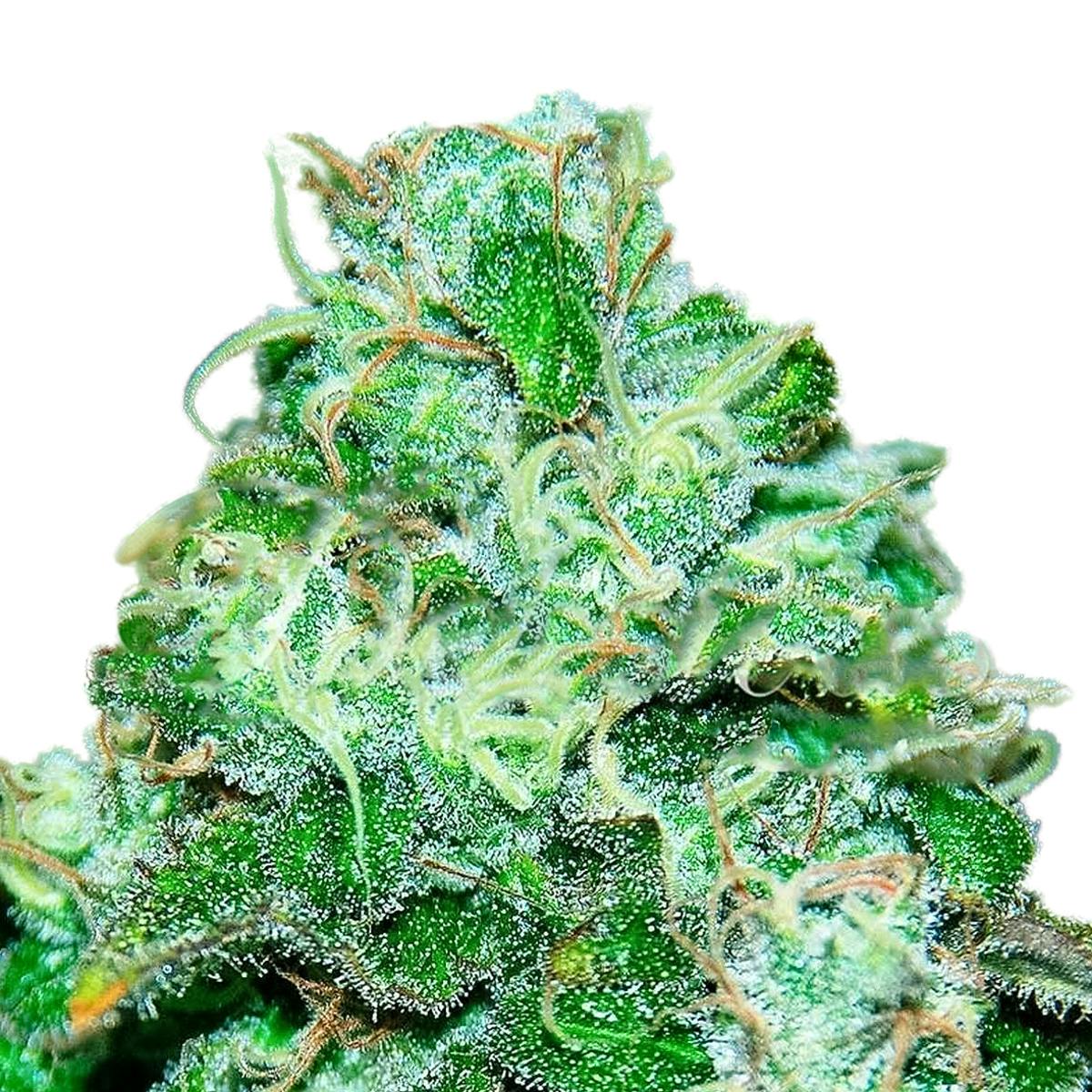 Delicious Seeds - Fruity Chronic Juice - 1