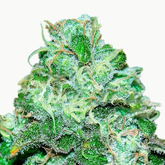 Delicious Seeds - Fruity Chronic Juice - 1