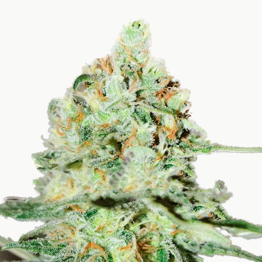 Delicious Seeds - Jagg Kush - 1