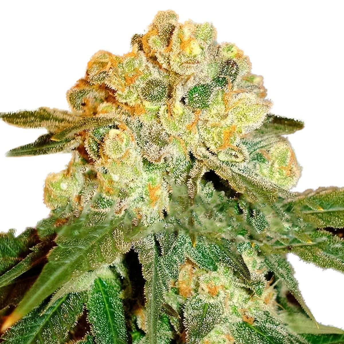 Delicious Seeds - Marmalate - 1