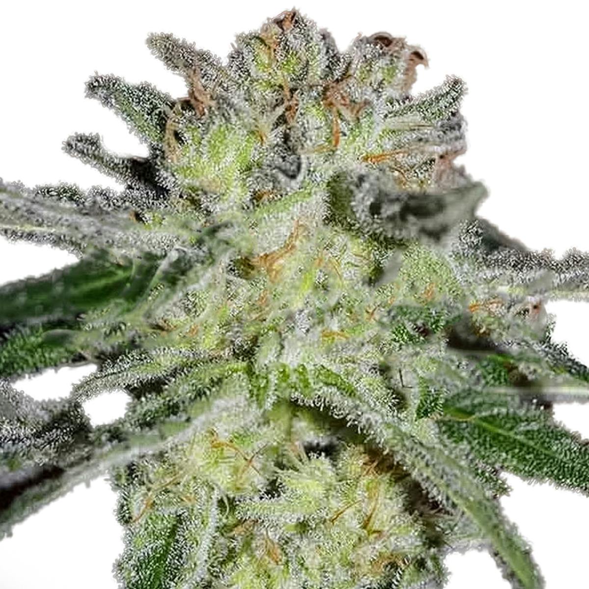 Delicious Seeds - Northern Light Blue - 1
