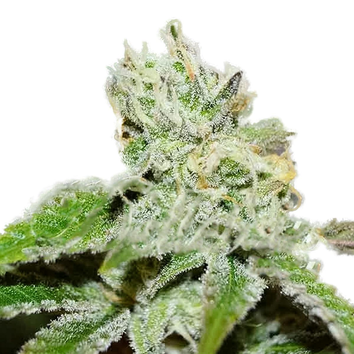 Delicious Seeds - Original Juan Herer - 1