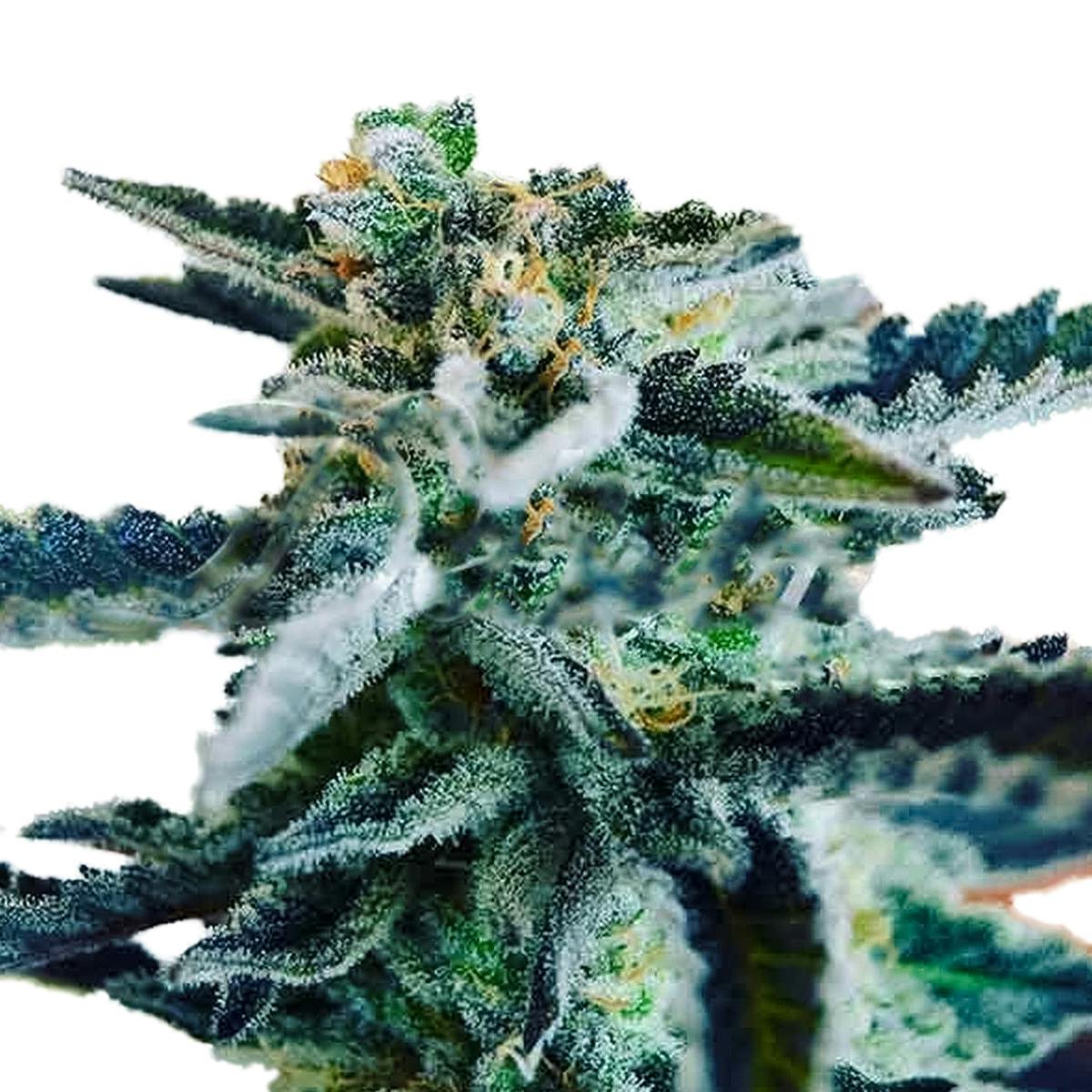 Delicious Seeds - Sugar Black Rose - 1