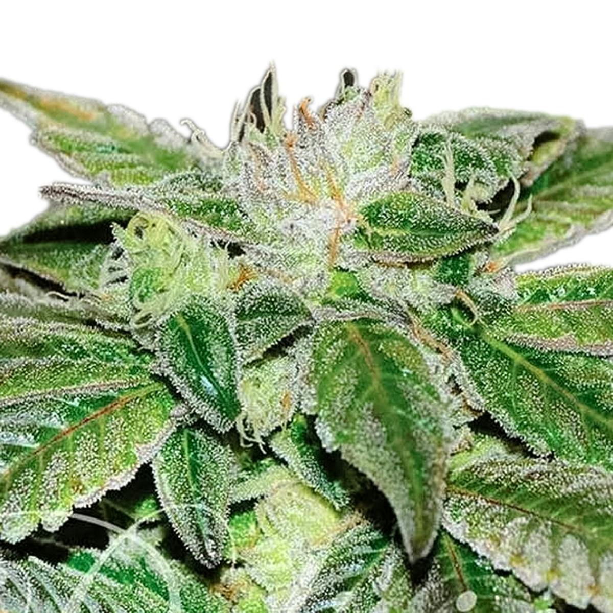 Delicious Seeds - Sugar Candy - 1