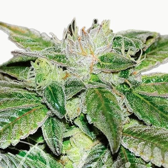Delicious Seeds - Sugar Candy - 1
