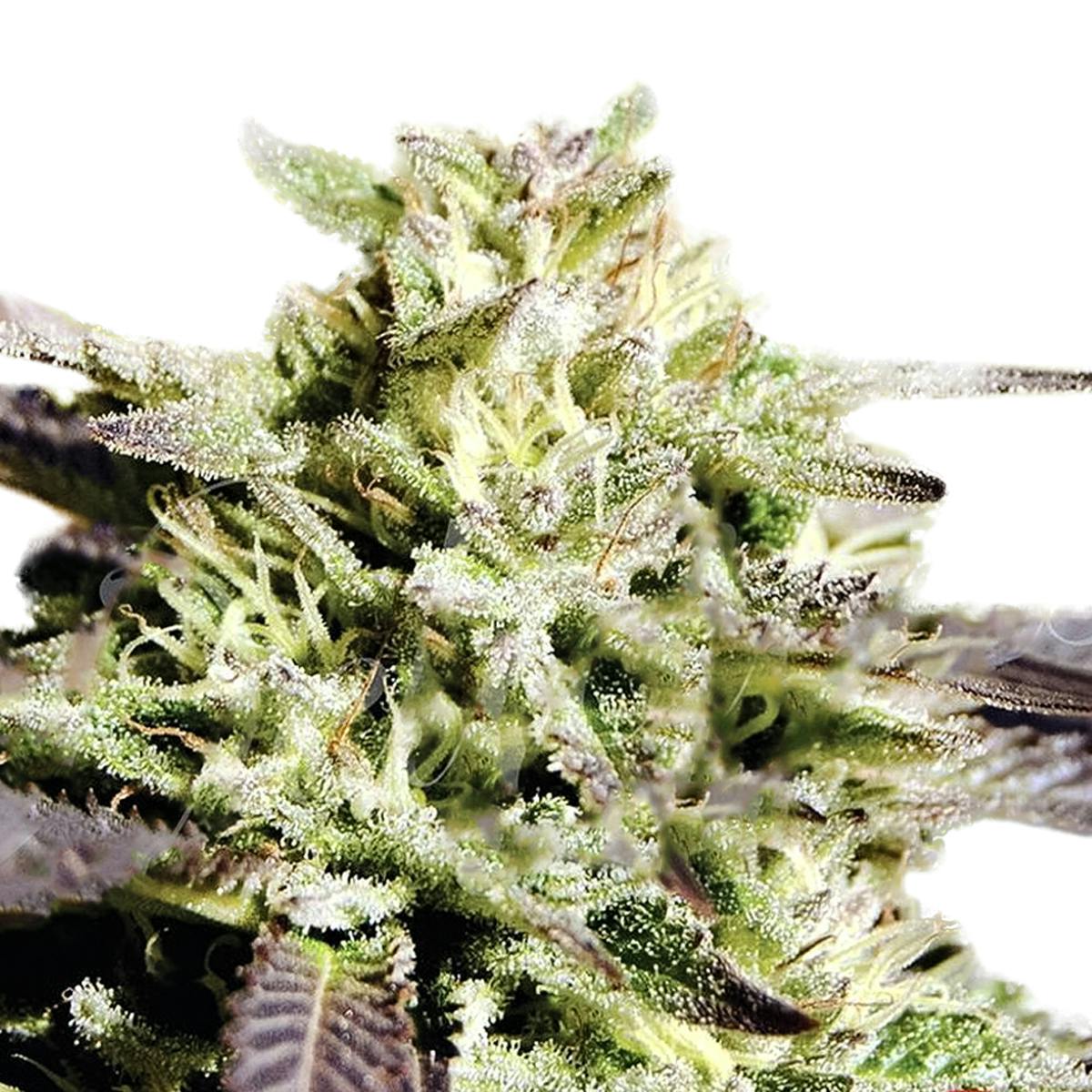 Delicious Seeds - Caramelo Regular - 1