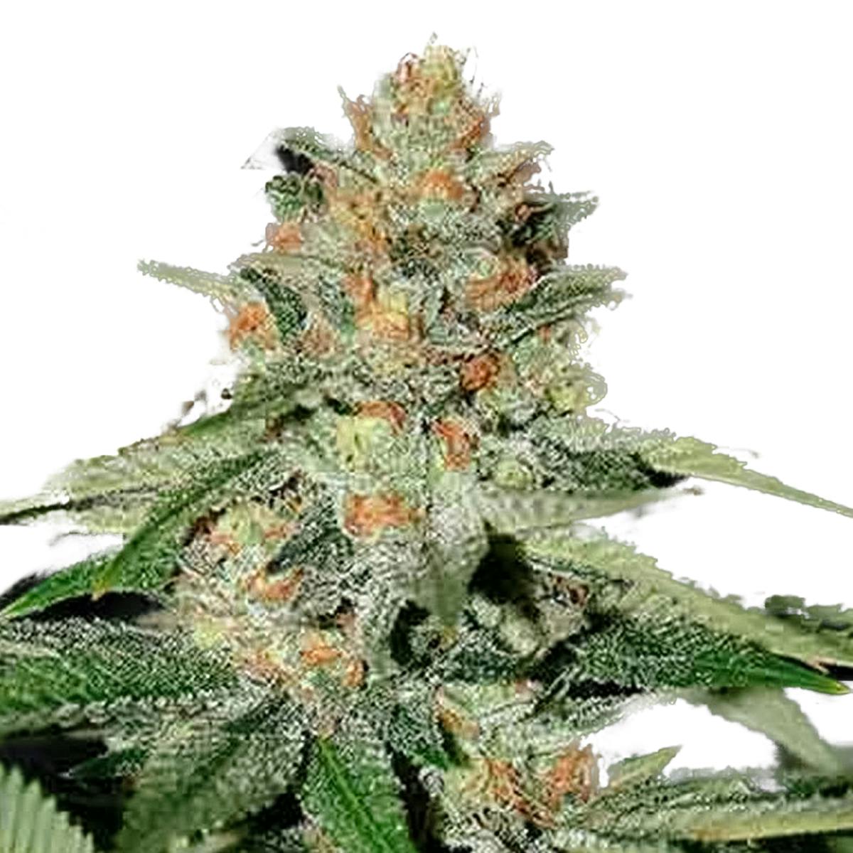 Delicious Seeds - Delicious Candy Regular - 1