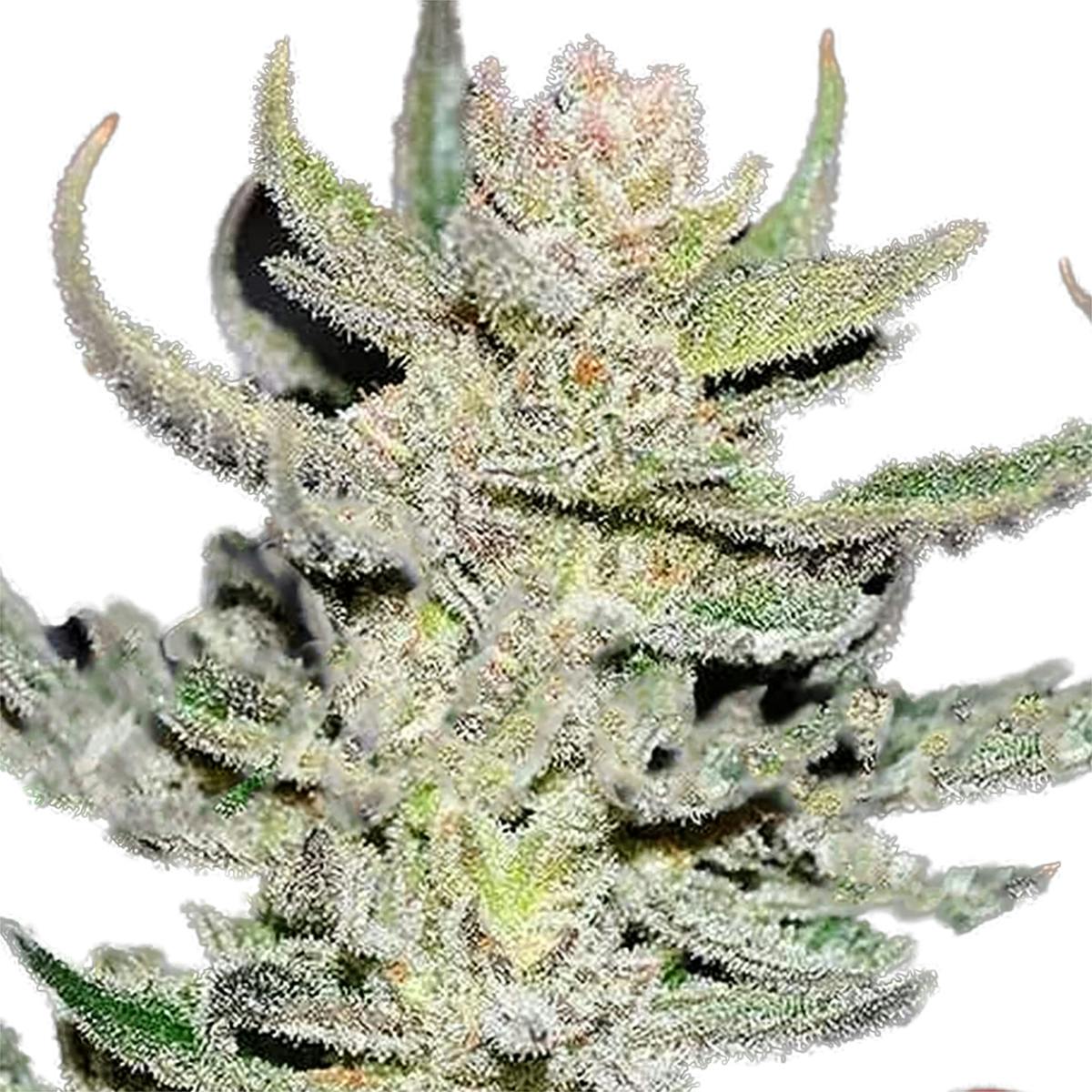 Delicious Seeds - Desconocida Kush Regular - 1