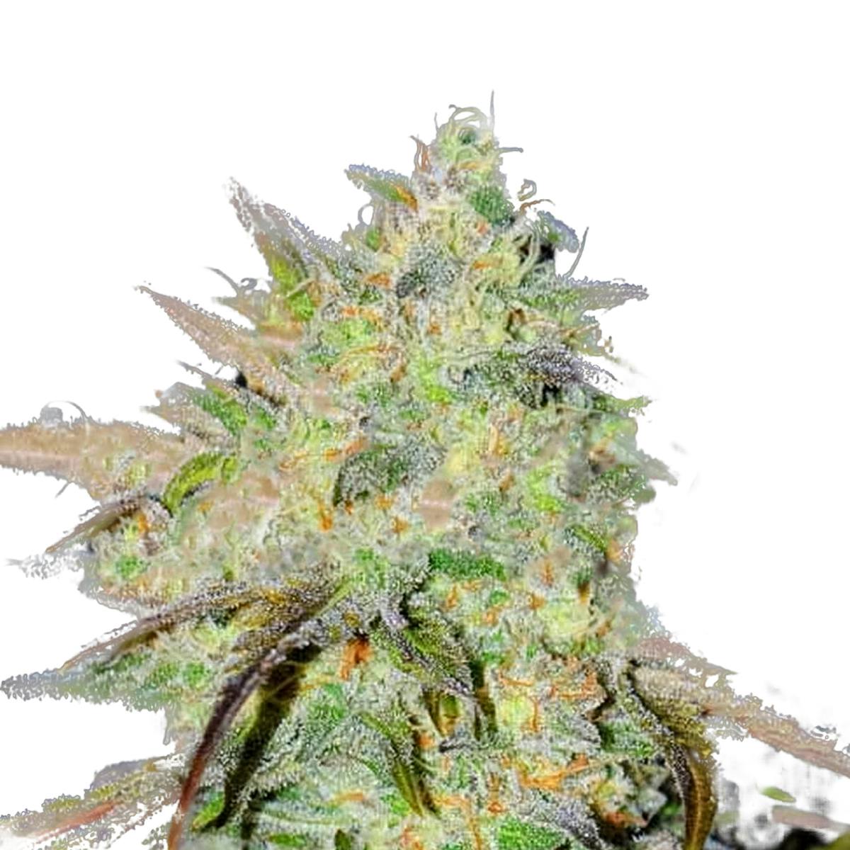 Delicious Seeds - Marmalate Regular - 1