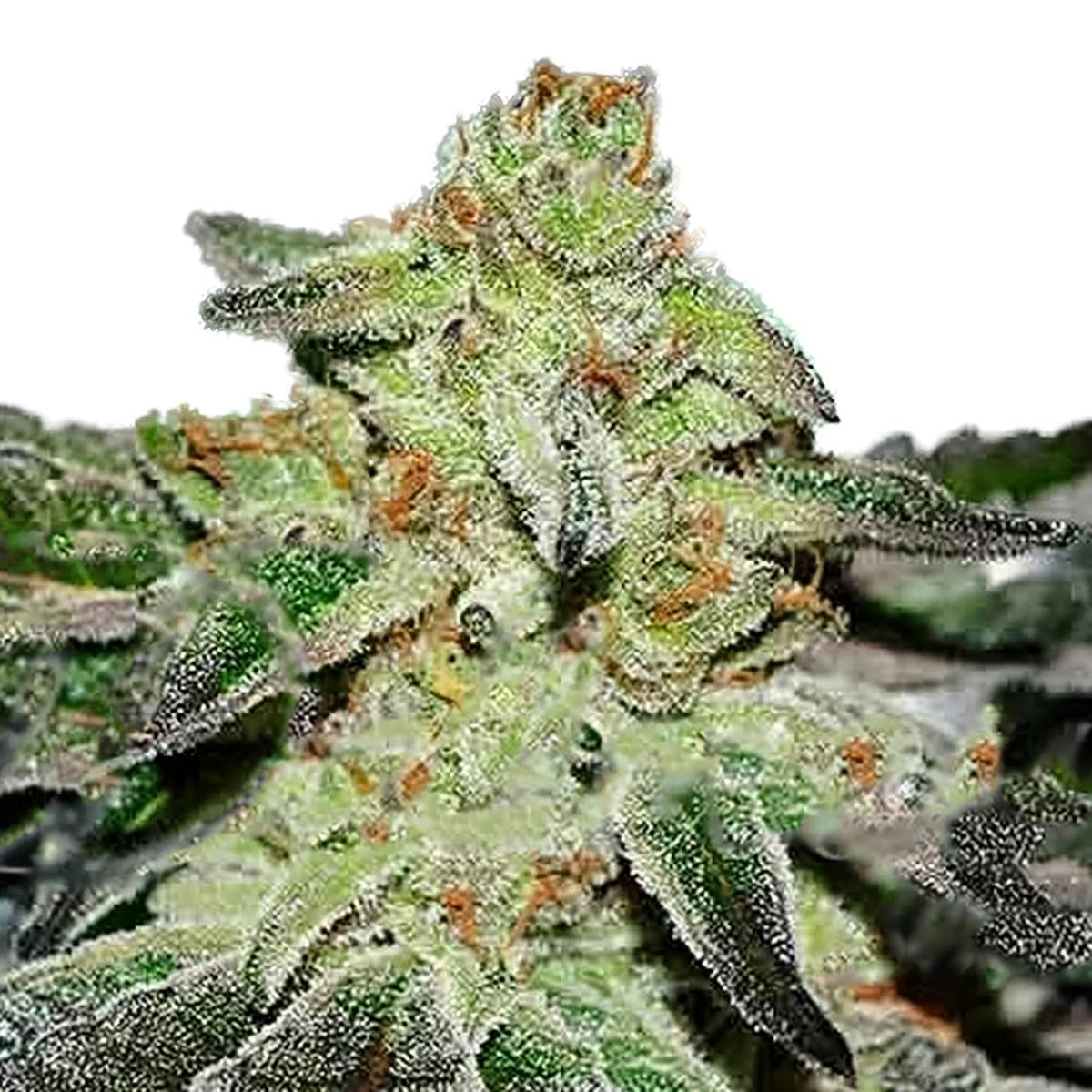 Delicious Seeds - Original Juan Herer Regular - 1